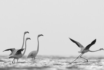 Greater Flamingos ready to takeoff  in the morning hours at Asker coast, Bahrain