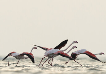 Greater Flamingos takeoff at Asker coast during sunrise, Bahrain