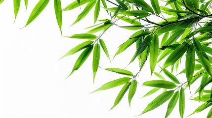 Obraz premium wide closeup photo of natural green color fresh bamboo branch in white background with blank text space 