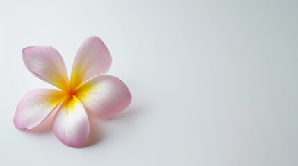 Fototapeta premium Plumeria blossom on white background