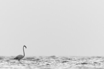 Greater Flamingos wading in the morning hours at Asker coast, Bahrain