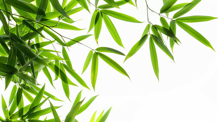 Obraz premium wide closeup photo of natural green color fresh bamboo branch in white background with blank text space 