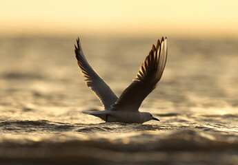 A blacklit image of Slender-billed gull takeoff during morning hours at Asker coast of Bahrain