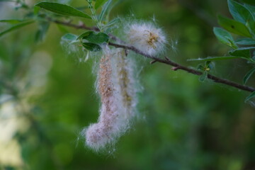 The beautiful oasis of Punte Alberete