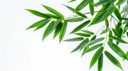 Fototapeta premium wide closeup photo of natural green color fresh bamboo branch in white background with blank text space 