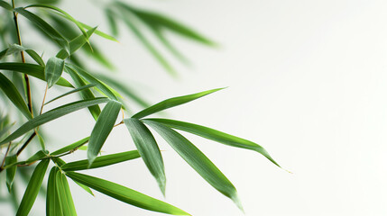 Fototapeta premium wide closeup photo of natural green color fresh bamboo branch in white background with blank text space 