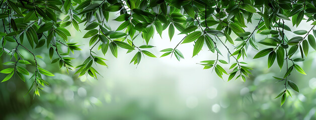 Obraz premium wide closeup photo of natural green color fresh bamboo branch in white background with blank text space 