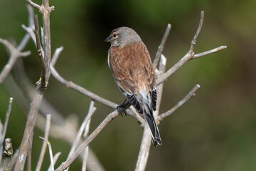 Linotte mélodieuse,.Linaria cannabina, Common Linnet