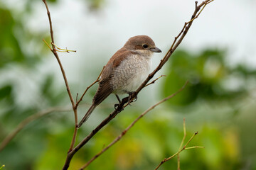 Pie grièche écorcheur, immature, .Lanius collurio, Red backed Shrike