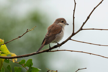 Obraz premium Pie grièche écorcheur, immature, .Lanius collurio, Red backed Shrike