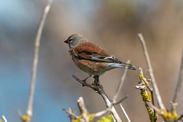 Linotte mélodieuse,.Linaria cannabina, Common Linnet