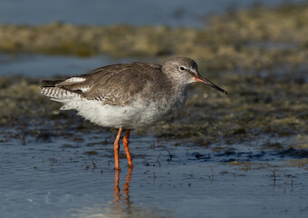 Portrait of a Redshank at Busaiteen coast of Bahrain