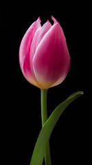 pink tulip on black background