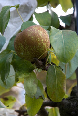Malus communis 'Olivier de Serres', Pommier