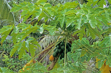 Carica papaya, Papayer