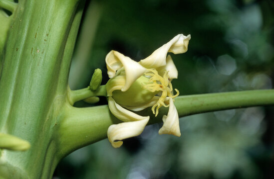 Carica papaya, Papayer