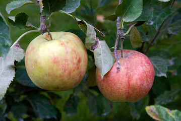 Malus communis 'Jonagold' , Pommier