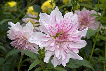Dahlia spp. 'Mom's Special' , Dahlia