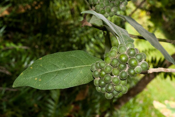 Poivrier noir, Piper nigrum