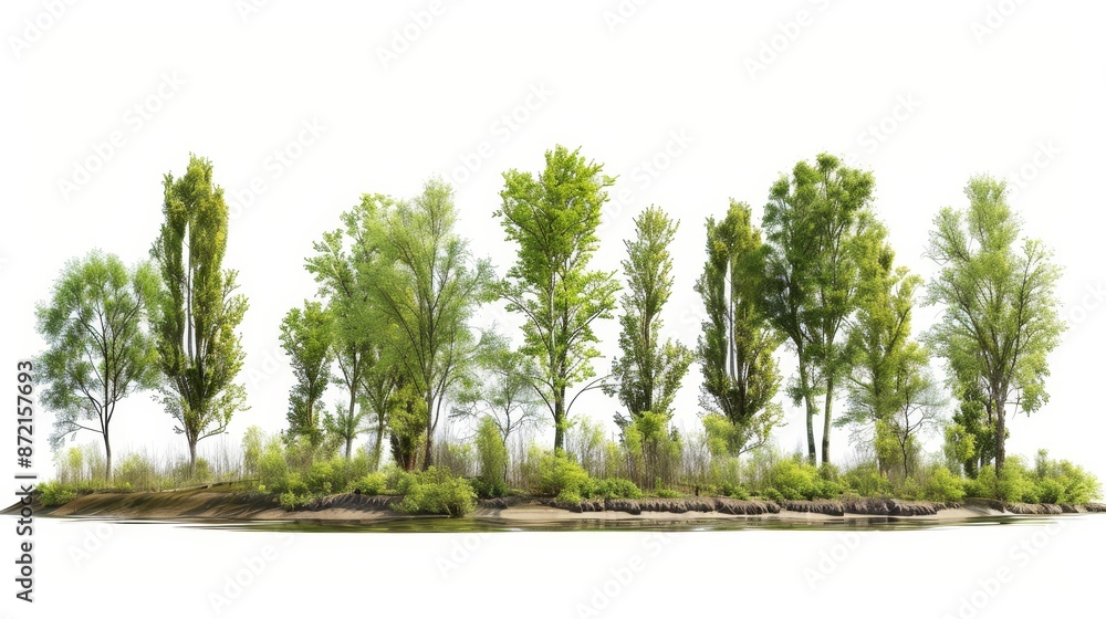 Poster a summer forest of trees and shrubs surrounded by foliage.