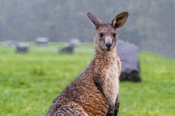Eastern gray kangaroo 