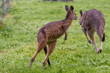 Kangaroo jumping 