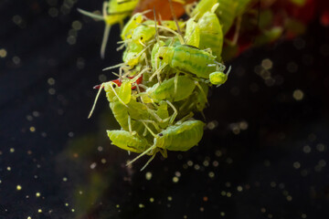 very close big macro portrait of aphids