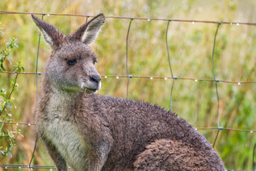 Eastern Gray kangaroo (macropus giganteus) © Leandro