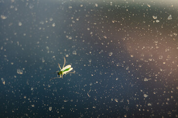 A small midge basks in the morning sun on the glass
