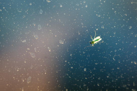A small midge basks in the morning sun on the glass