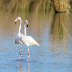 FLAMENCO COMÚN (Phoenicopterus Roseus) 