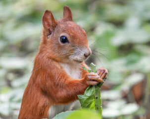 Eichhörnchen frisst ein Blatt