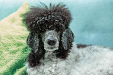 beautiful well-groomed gray and white poodle