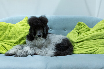 beautiful well-groomed gray and white poodle