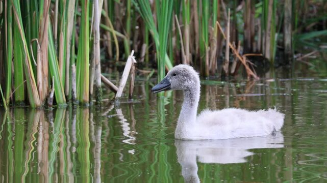 A cygnet calls and swims towards the camera on a cloudy summer day. A young mute swan swims and squawks in the water and calls their parents.