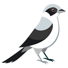 Northern Shrike Bird Vector Art Realistic Illustration