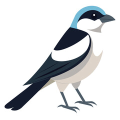 Northern Shrike Bird Vector Art Realistic Illustration