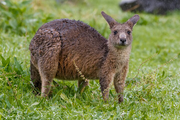 kangaroo in the grass