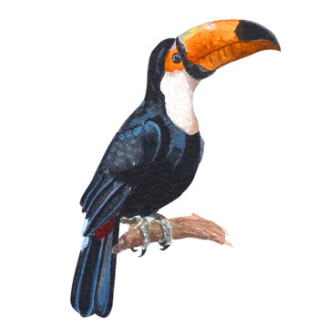 recommend clip art: Watercolor Illustration of a Toucan sitting on a Branch on a white Background