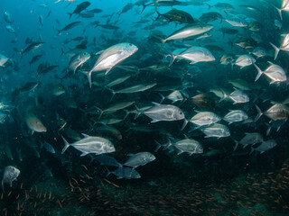 school of Jack fish