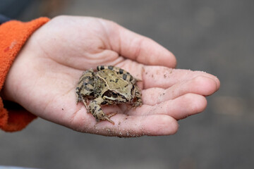 The boy holds a frog on his hand