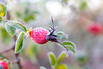 Red rosehip berry covered with frost in autumn