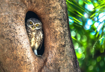 Adorable curious owl hidden in tree hole looking at camera in nature park