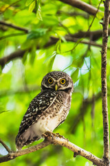 Adorable curious owl standing on tree branch in nature park