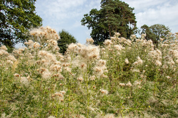 Thistle blossoms in the meadow.