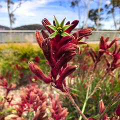 A beautifully photographed red and green kangaroo paw