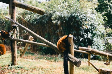 Red ruffed lemur sitting on wooden structures in a zoo with greenery in the background.