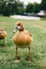 Close-up of a duck standing on grass in a park with blurred background.