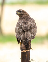 buzzard turning its head on a post.