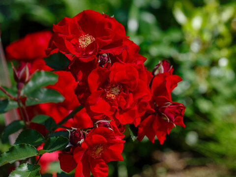 Beautiful red rosa Roter Korsar blooms in garden